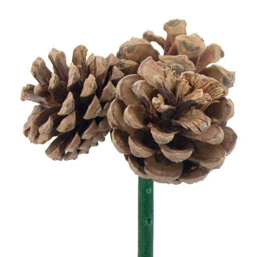 3 Pinecone Pick Natural 